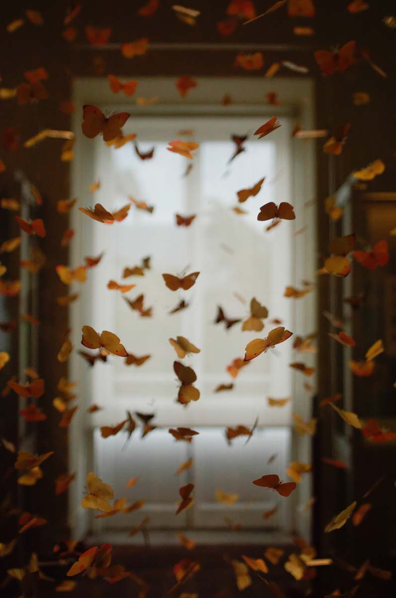 quinta da boa vista yellow and orange butterfly lot rio de janeiro